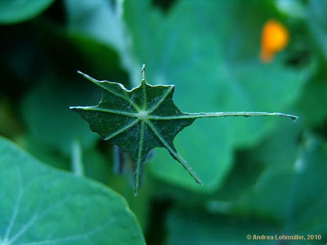 Tropaeolum majus