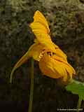 Tropaeolum majus