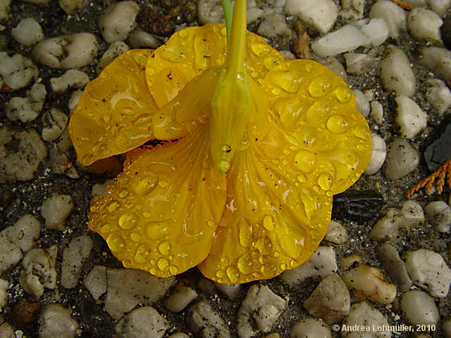 Tropaeolum majus