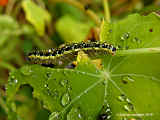 Tropaeolum majus