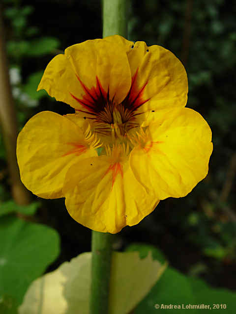 Tropaeolum majus