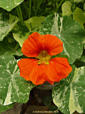 Tropaeolum minus