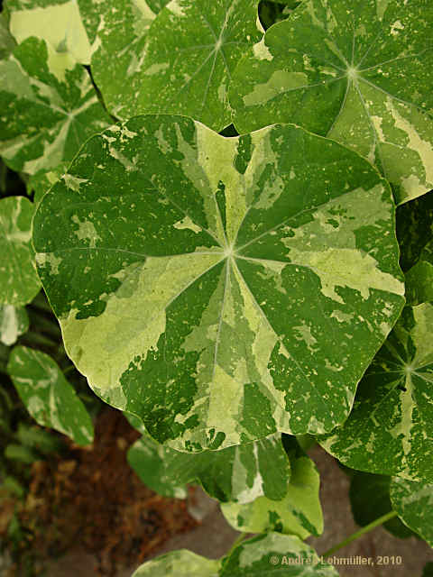 Tropaeolum minus