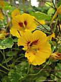 Tropaeolum minus