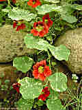 Tropaeolum minus