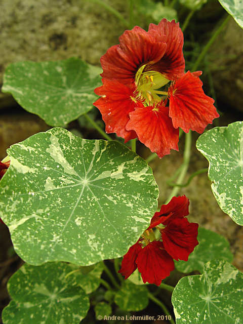 Tropaeolum minus