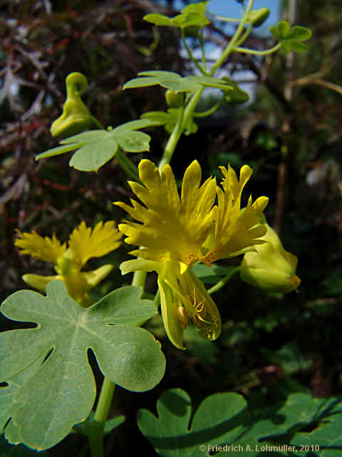 Tropaeolum peregrinum