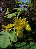 Tropaeolum peregrinum