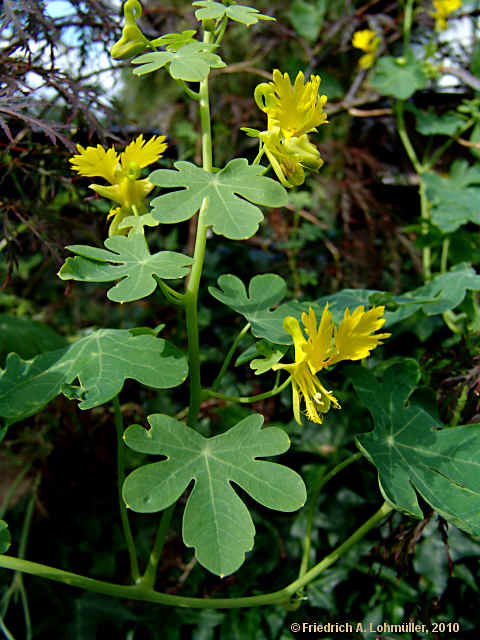 Tropaeolum peregrinum