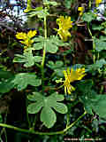 Tropaeolum peregrinum