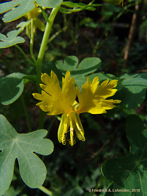 Tropaeolum peregrinum