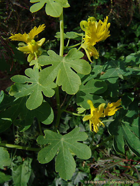 Tropaeolum peregrinum