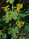 Tropaeolum peregrinum