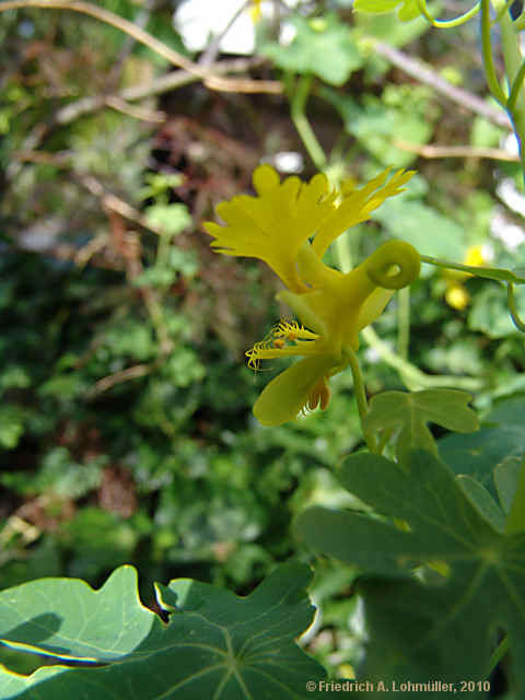 Tropaeolum peregrinum