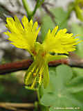 Tropaeolum peregrinum