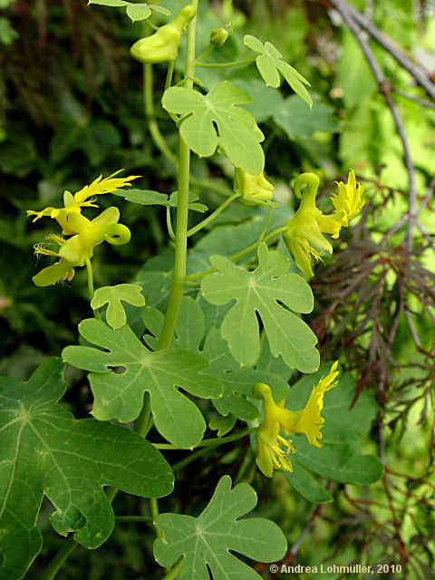 Tropaeolum peregrinum