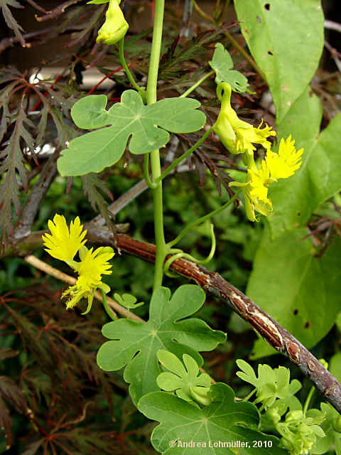 Tropaeolum peregrinum