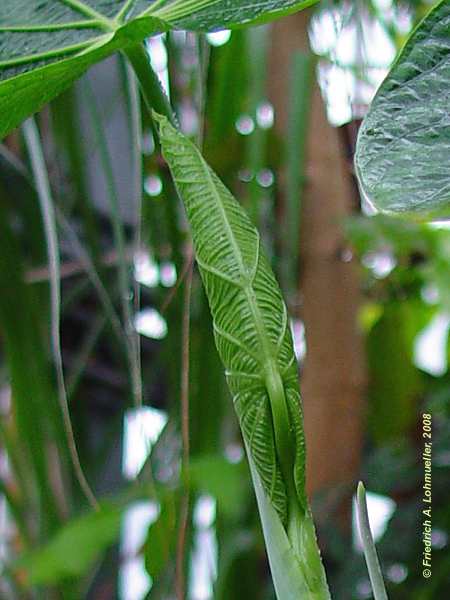 Pellionia begoniifolia