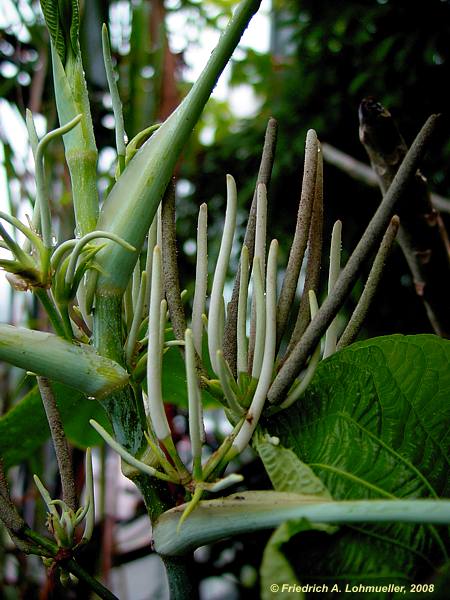 Pellionia begoniifolia
