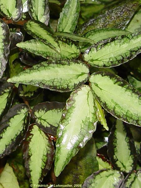 Pellionia repens