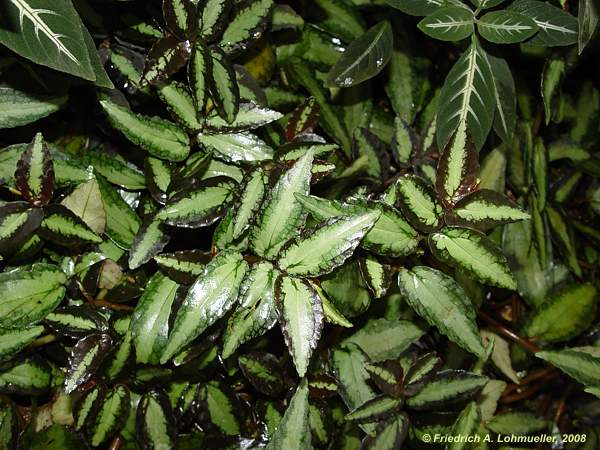 Pellionia repens