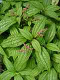 Pilea crassifolia