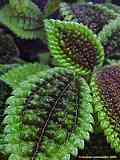 Pilea involucrata