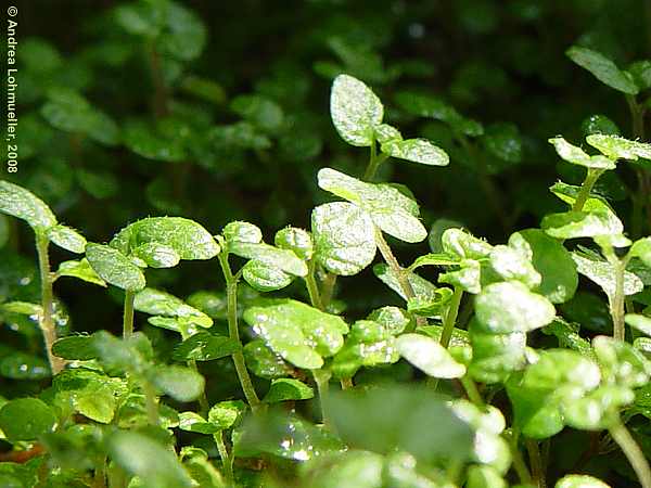 Soleirolia soleirolii