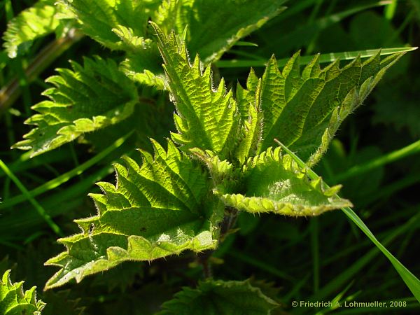 Urtica dioica