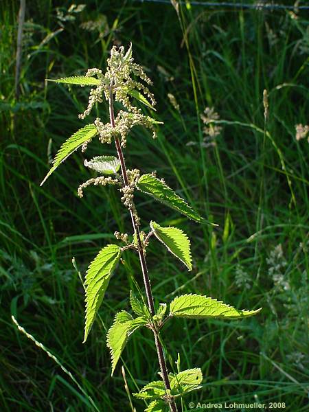 Urtica dioica