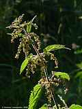 Urtica dioica