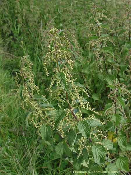 Urtica dioica