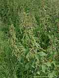 Urtica dioica