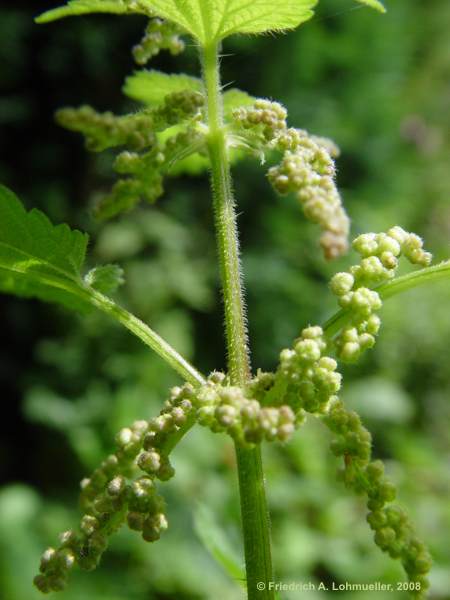 Urtica dioica
