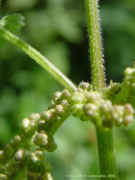 Urtica dioica