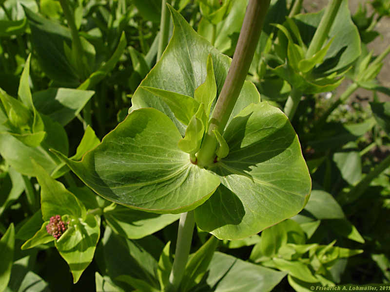 Centranthus ruber