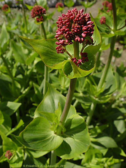 Centranthus ruber