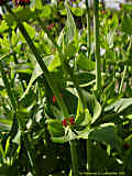 Centranthus ruber