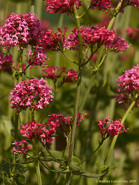 Centranthus ruber