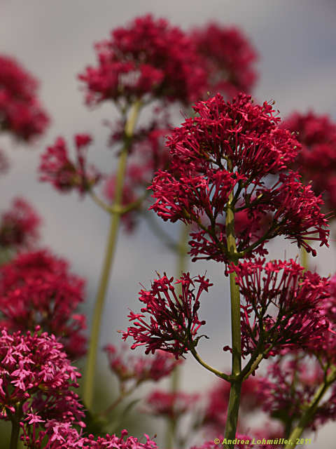 Centranthus ruber