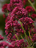 Centranthus ruber