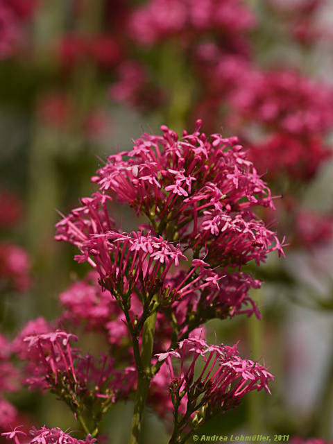 Centranthus ruber