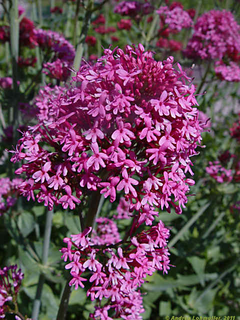 Centranthus ruber