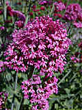 Centranthus ruber