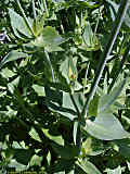 Centranthus ruber