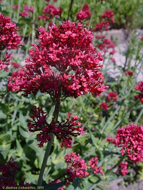 Centranthus ruber