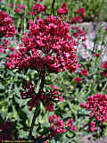 Centranthus ruber