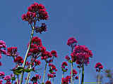 Centranthus ruber