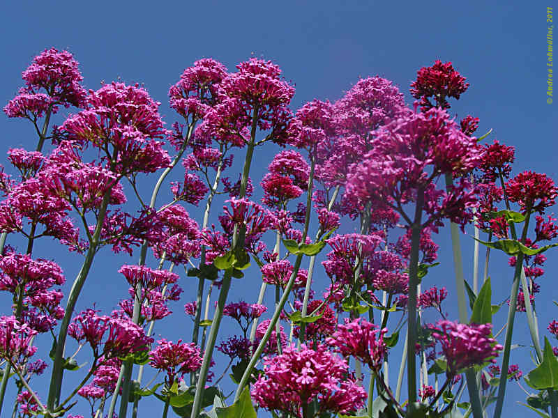 Centranthus ruber