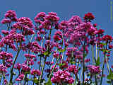 Centranthus ruber